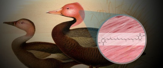 Feather pigments in the Pink-headed duck were recently analysed with Raman spectroscopy. Image adapted from: Henrik Grönvold (1858–1940).  Journal of the Bombay Natural History Society Volume 18. The Pink-headed Duck Rhodonessa caryophyllacea = Rhodonessa caryophyllacea (Pink-headed Duck)